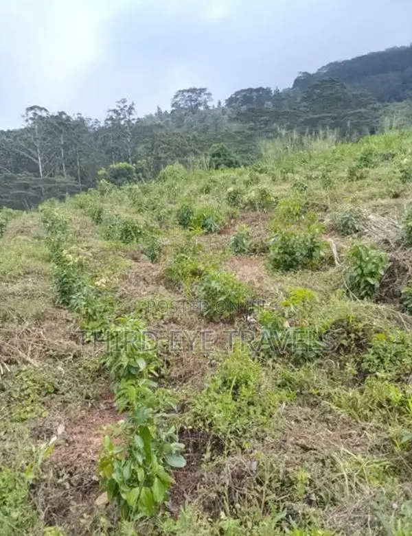 10 Acre Developing Cinnamon Estate for Sale – Rattota, Matale