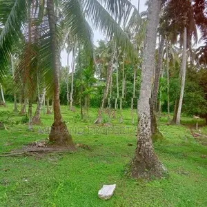 වට්නා පොල් පලදාව සහිත ඉඩමක් විකිනීමට බෙම්මුල්ල