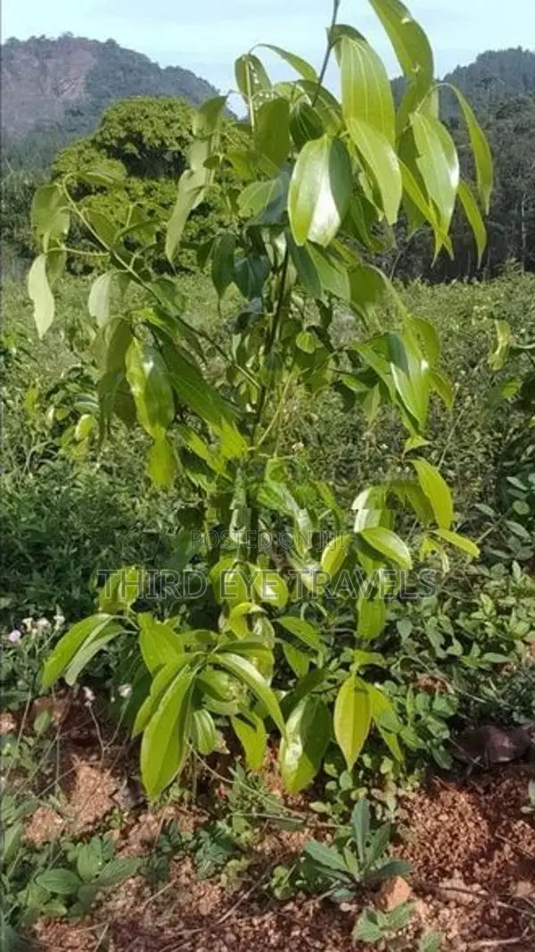 10 Acre Developing Cinnamon Estate for Sale – Rattota, Matale