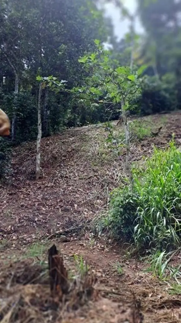 148P Land for in Kandy Gelioya