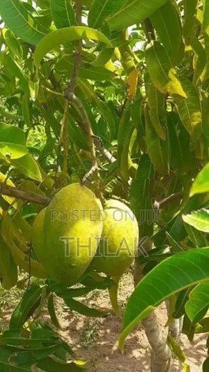 Land For Sale In Tangalla
