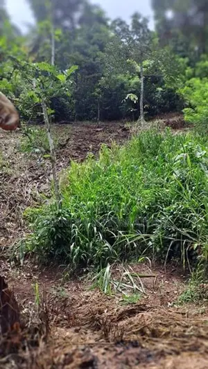 148P Land for in Kandy Gelioya