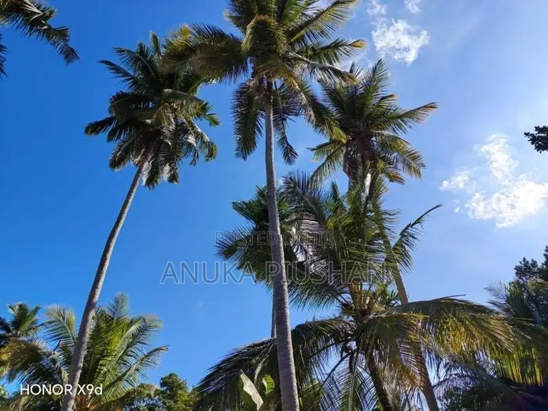 පොල් වගාව සහිත ඉඩමක් Julampitiya