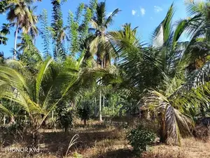 පොල් වගාව සහිත ඉඩමක් Julampitiya