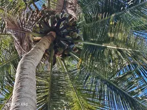 පොල් වගාව සහිත ඉඩමක් Julampitiya