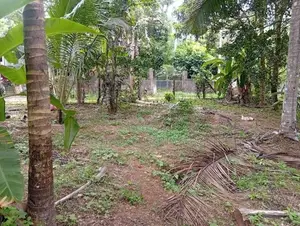 Land for Sale Perch 30 Polgahawela