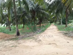 Coconut Land For Sale In Wanathavilluwa