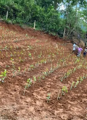 Land for Sale in Ambuluwawa
