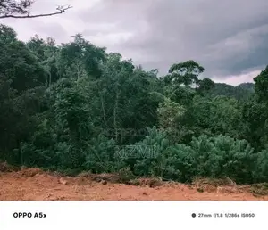 prime 4.75 acres land with rubber and cinnamon for sale in kagalle
