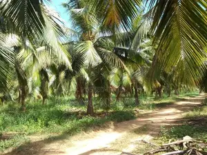 Coconut Land For Sale In Wanathavilluwa