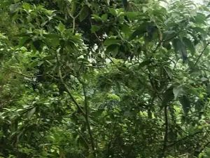 prime 4.75 acres land with rubber and cinnamon for sale in kagalle