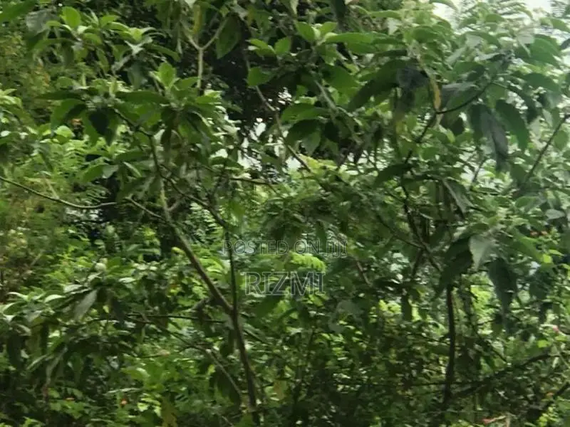 prime 4.75 acres land with rubber and cinnamon for sale in kagalle