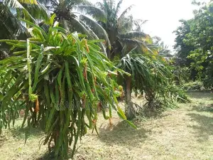 Coconut Land For Sale In Wanathavilluwa