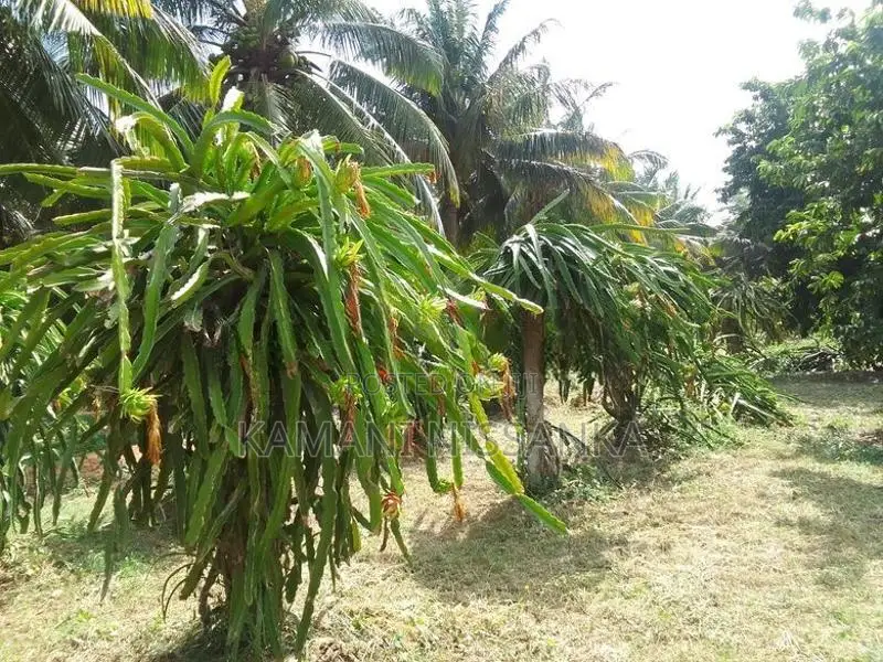 Coconut Land For Sale In Wanathavilluwa