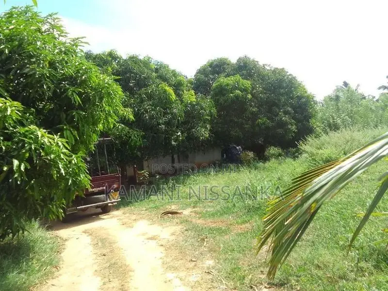 Coconut Land For Sale In Wanathavilluwa