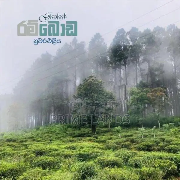 Chariot Path road wedamulla nuwaraeliya
