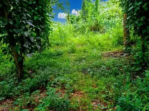 Estate for Sale in Kegalle