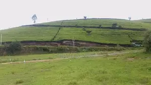 Nuwaraeliya land for sale Deram