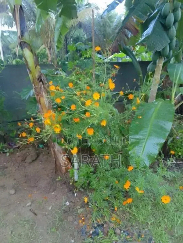 Single Storied House For Sale Madulawa , Homagama