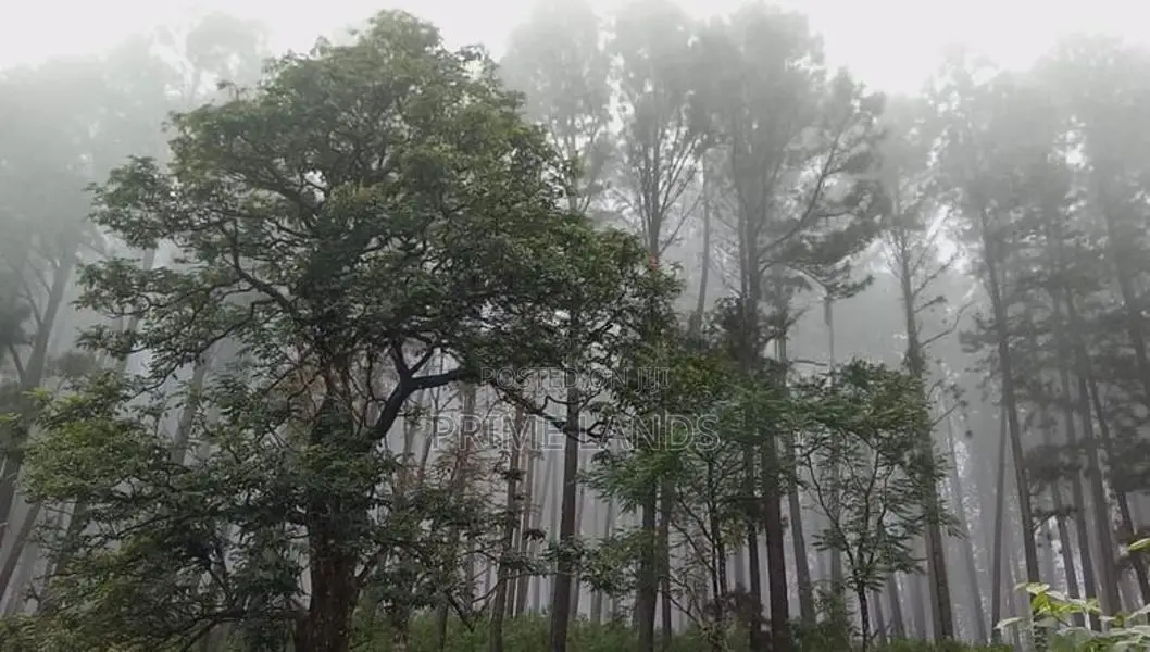 Chariot Path road wedamulla nuwaraeliya