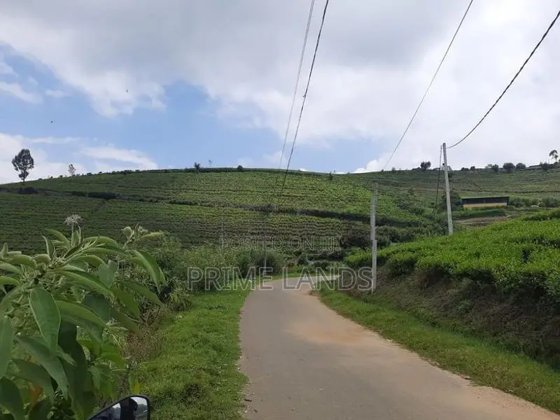 Nuwaraeliya road