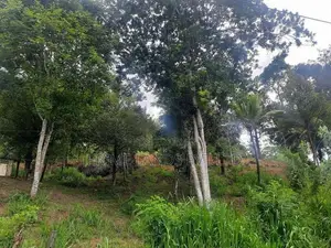 Land for Sale Pujapitiya