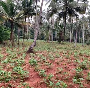 244perch Land for Sale in Gampaha, Kahatana