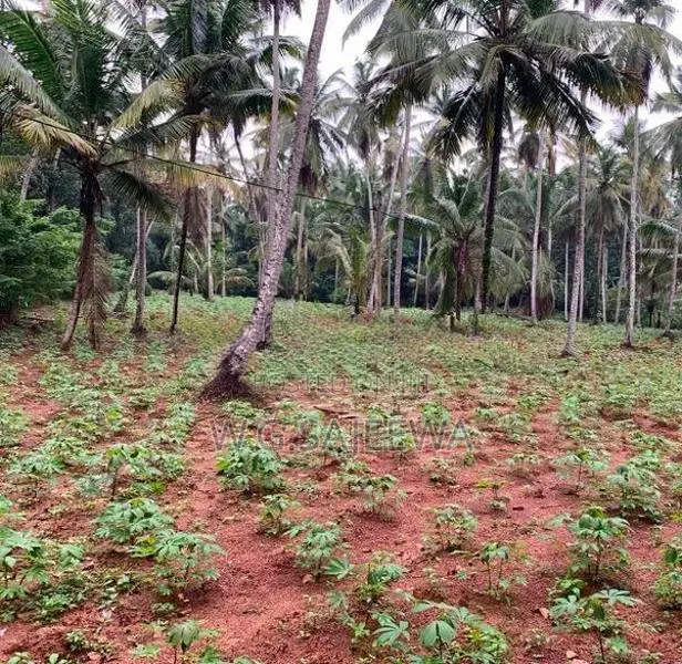 244perch Land for Sale in Gampaha, Kahatana