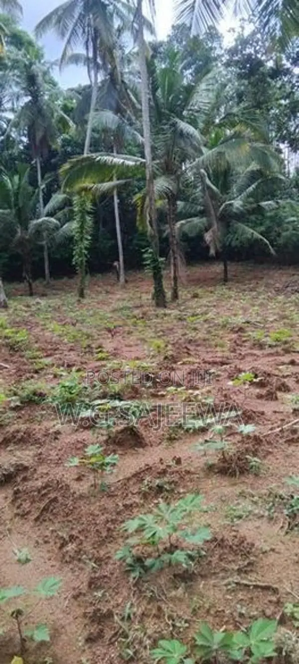 244perch Land for Sale in Gampaha, Kahatana