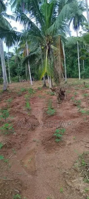 244perch Land for Sale in Gampaha, Kahatana