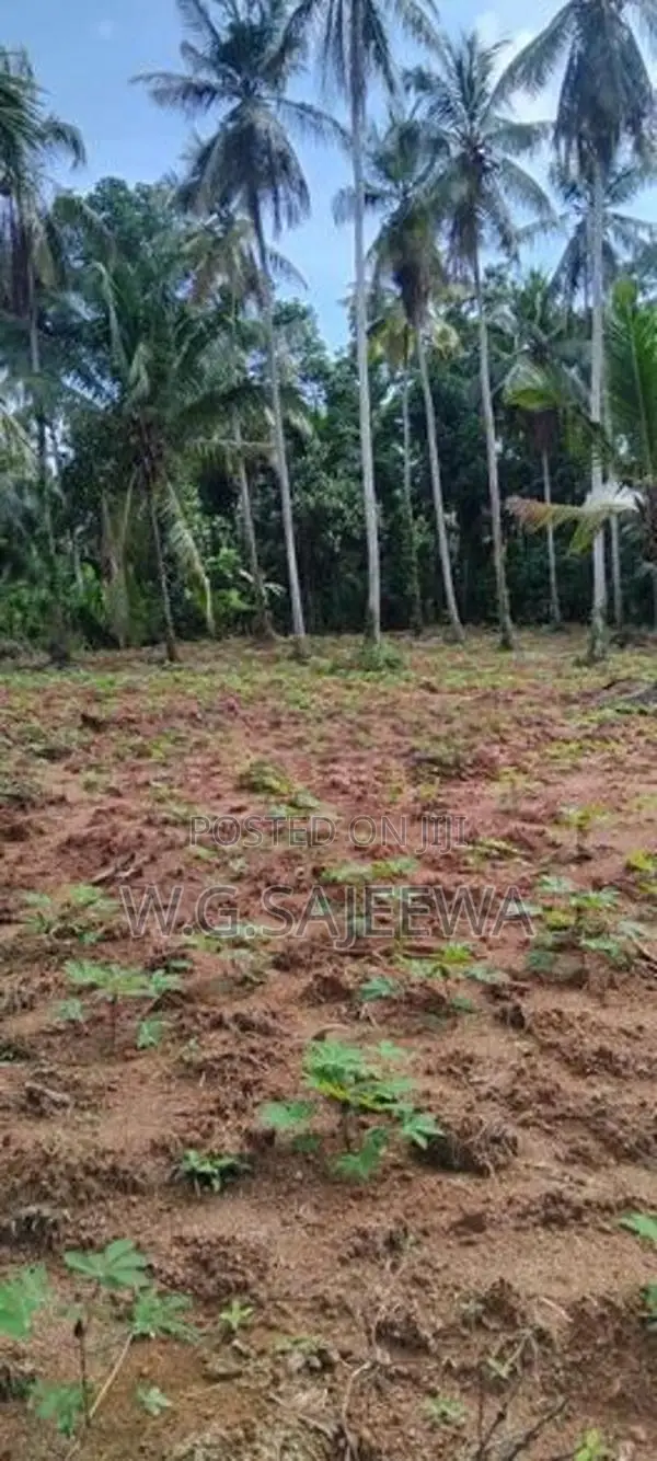 244perch Land for Sale in Gampaha, Kahatana