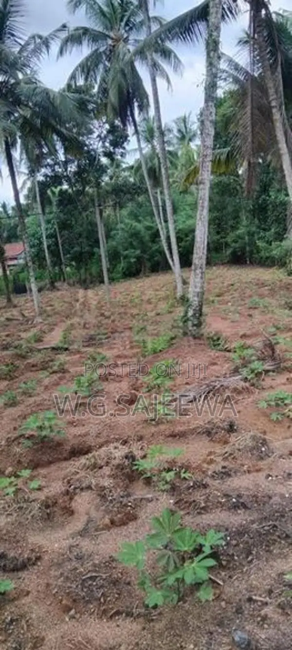 244perch Land for Sale in Gampaha, Kahatana