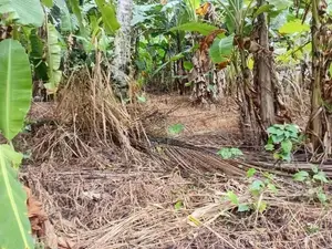 Valuable Land for Sale in Piliyandala