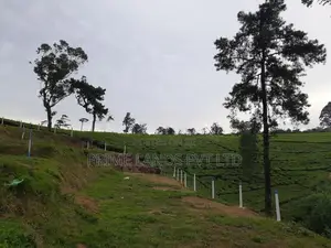Land for Sale Nuwara Eliya