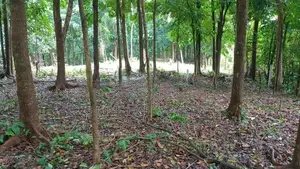 Flat Land for Sale Galagedara