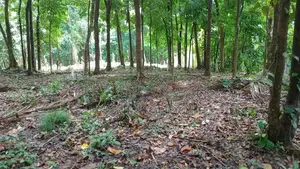 Flat Land for Sale Galagedara