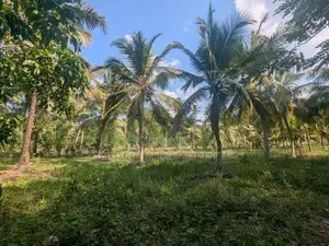 5.5 Acres Coconut Land with Paddy Field for Sale – Padeniya, Wariyapol
