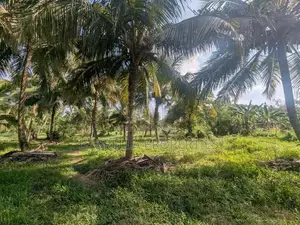 5.5 Acres Coconut Land with Paddy Field for Sale – Padeniya, Wariyapol