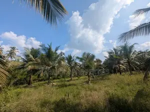5.5 Acres Coconut Land with Paddy Field for Sale – Padeniya, Wariyapol