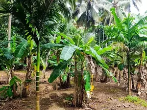 88 Perches of Land for Sale at Kahathuduwa