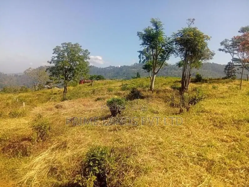 pussalawa නගරය ආසන්නව ඉඩමක්