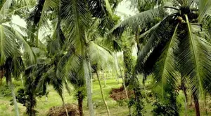 Picturesque Land Ffor Sale in Weboda