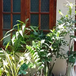 House for Sale in Borella