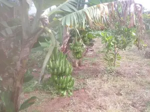 Anuradhapura Land for Sale