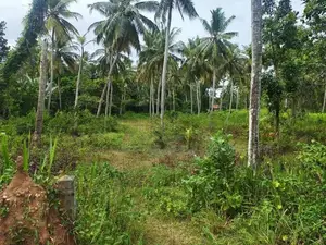 Land for Sale Kuliyapitiya