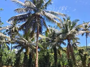 A Prime Residential Land for Sale in Naula (Arangala), Matale