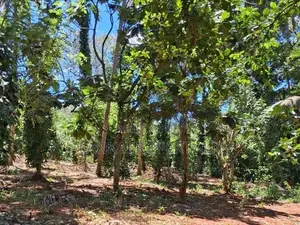 A Prime Residential Land for Sale in Naula (Arangala), Matale
