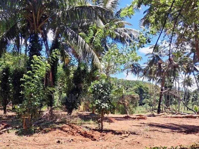 A Prime Residential Land for Sale in Naula (Arangala), Matale