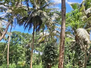 A Prime Residential Land for Sale in Naula (Arangala), Matale