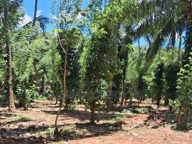 A Prime Residential Land for Sale in Naula (Arangala), Matale
